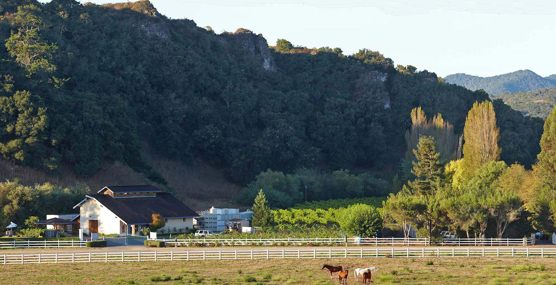 Chamisal Vineyards in Edna Valley