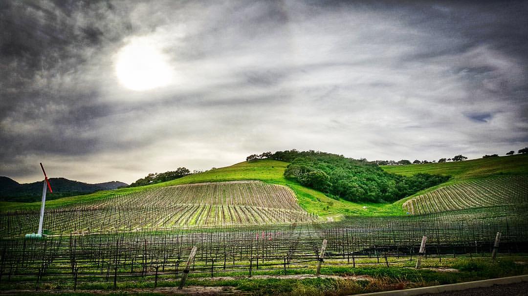 Oceano Wines in SLO Coast Wine region