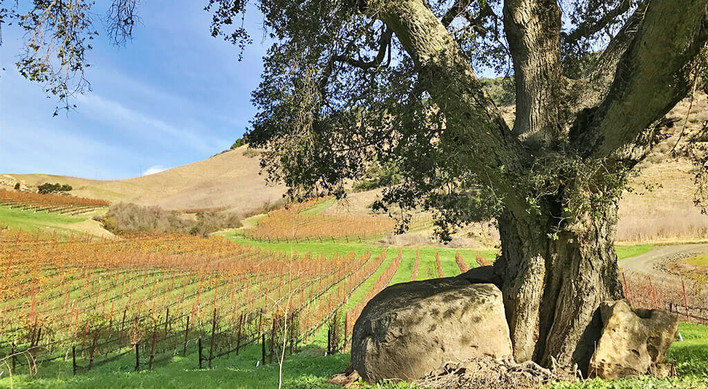 Cutruzzola Winery on the SLO Coast