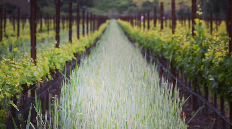 Stolo Vineyards Live Music in SLO Coast Wine region