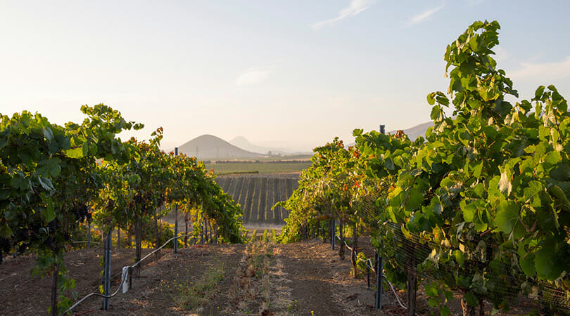 Wolff Vineyards Live Music in SLO Coast Wine region