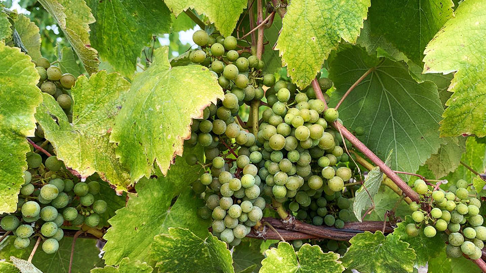 Croma Vera Wines in San Luis Obispo Coast albariño in Spanish Springs vineyard